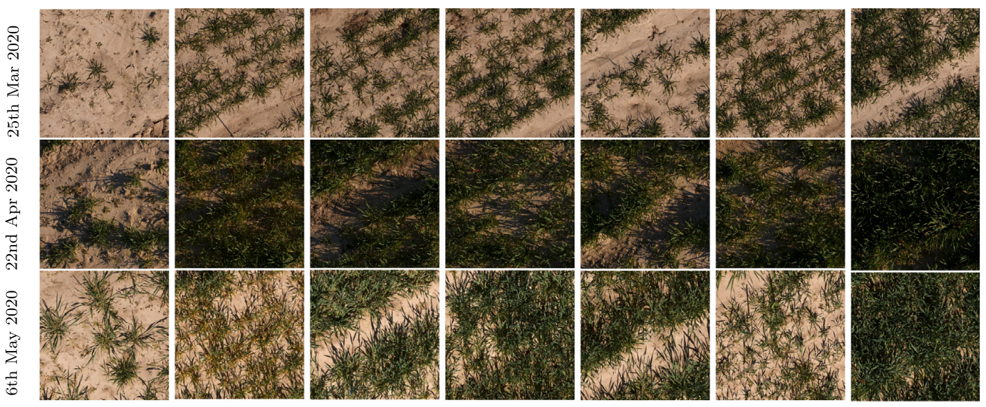 UAV nutrient deficiency thumbnail